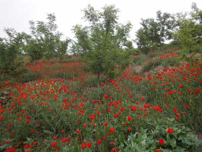 شقایق های تبریز
